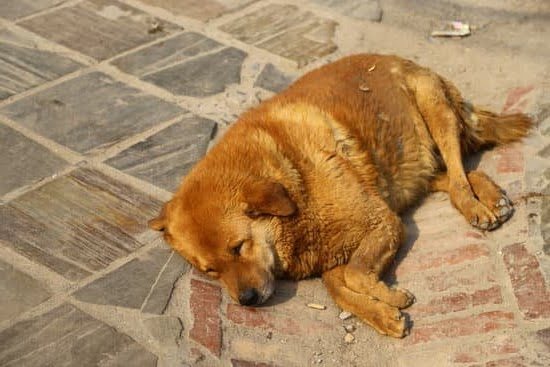 How to Get Hours Logged With a Dog Trainer