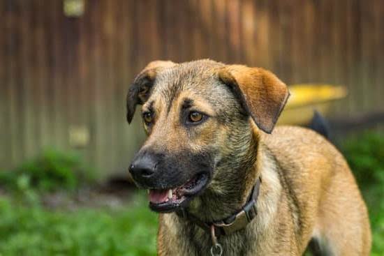 How to House Train an Older Dog Without a Crate How to House Train an Older Dog Without a Crate