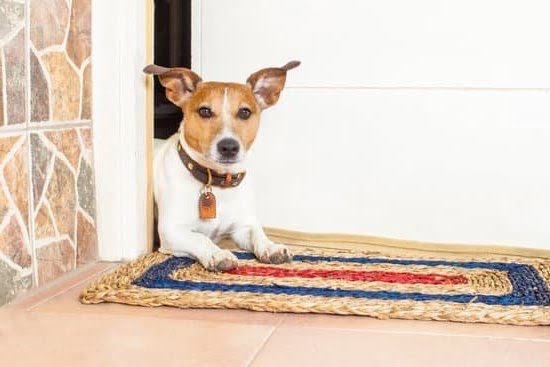 How to Leash Train a Dog That Pulls 1 How to Leash Train a Dog That Pulls