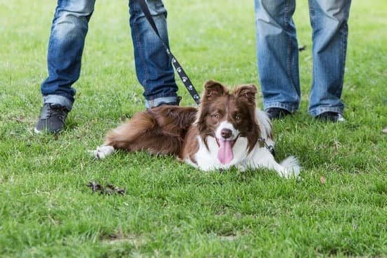 How to Make a Dog Training Treat Bag