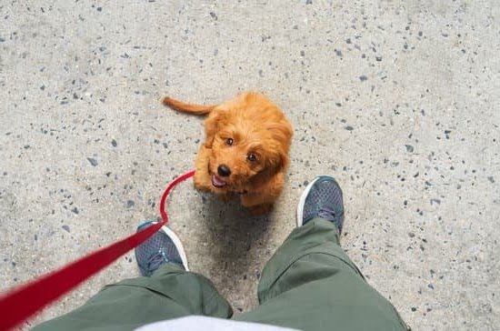 How to Pooty Train a Dog Crate Training