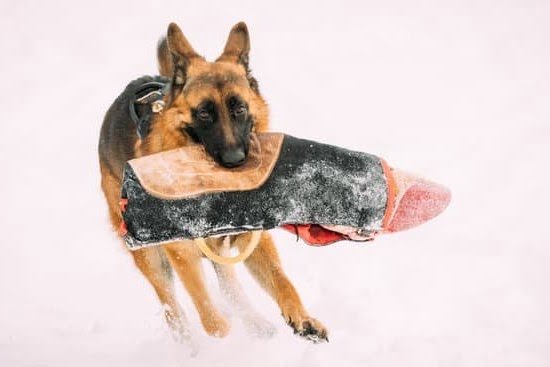 How to Potty Train Your Dog With Bells