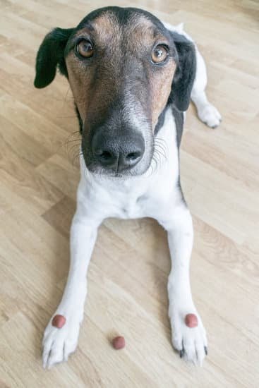 How to Train a Ball Obsessed Dog How to Train a Ball Obsessed Dog