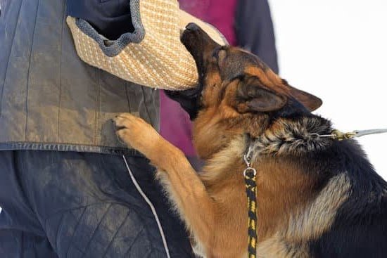 How to Train a Bloodhound Dog