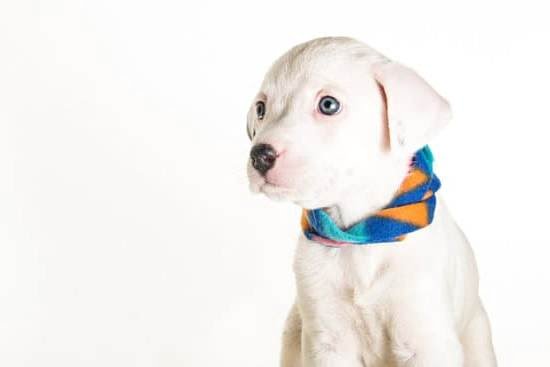 How to Train a Dog Not to Bite While Eating How to Train a Dog Not to Bite While Eating
