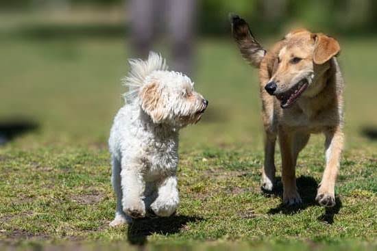 How to Train a Dog on a Pee Pad 1 How to Train a Dog on a Pee Pad