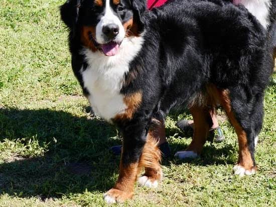 How to Train a Dog That Bites a Lot How to Train a Dog That Bites a Lot