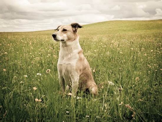 How to Train a Dog to Be Home Alone 1 How to Train a Dog to Be Home Alone