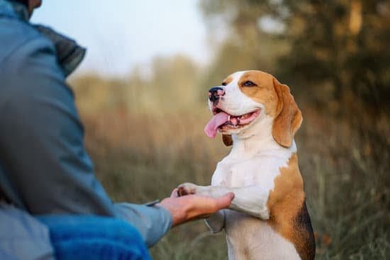 How to Train a Dog to Bite a Training Sleeve How to Train a Dog to Bite a Training Sleeve