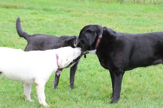How to Train a Dog to Bite Strangers How to Train a Dog to Bite Strangers