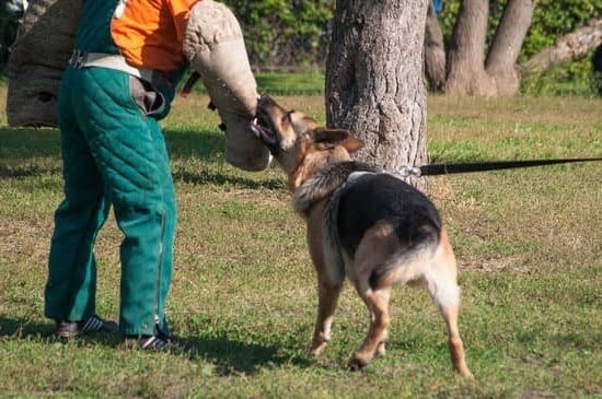 How to Train a Dog to Fight 1 How to Train a Dog to Fight
