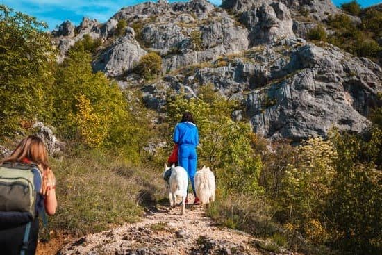 How to Train a Dog to Follow Commands