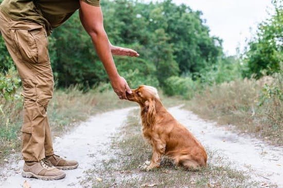 How to Train a Dog to Guard Your House How to Train a Dog to Guard Your House