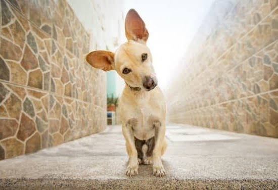 How to Train a Dog to Kill 1 How to Train a Dog to Kill