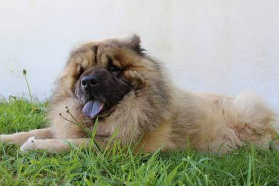 How to Train a Dog to Scratch at the Door How to Train a Dog to Scratch at the Door