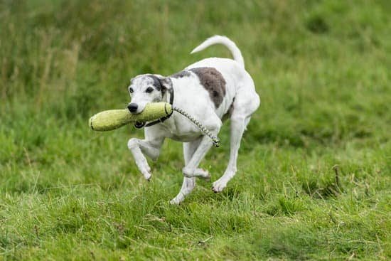 How to Train a Dog to Stop Begging 1 How to Train a Dog to Stop Begging
