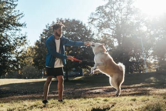 How to Train a Dog to Stop Eating Grass How to Train a Dog to Stop Eating Grass