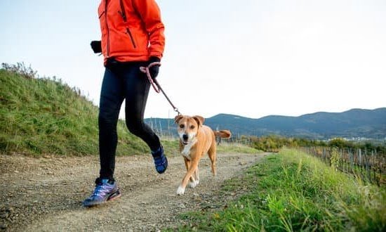 How to Train a Dog to Stop Food Guarding