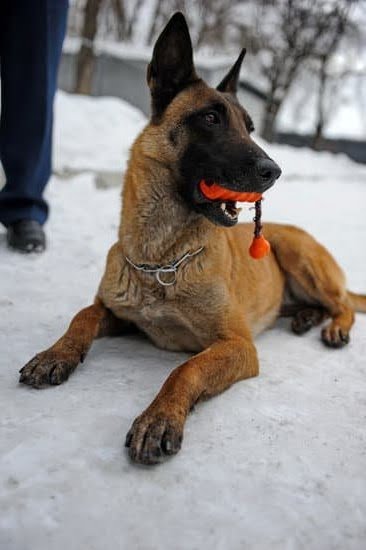 How to Train a Dog With a Collar 1 How to Train a Dog With a Collar