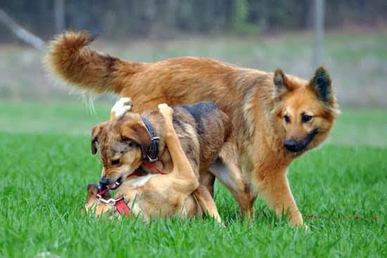How to Train a Dog's Ears to Stay Down How to Train a Dog’s Ears to Stay Down