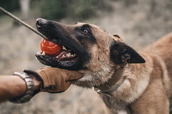 How to Train a Herding Dog Book How to Train a Herding Dog Book