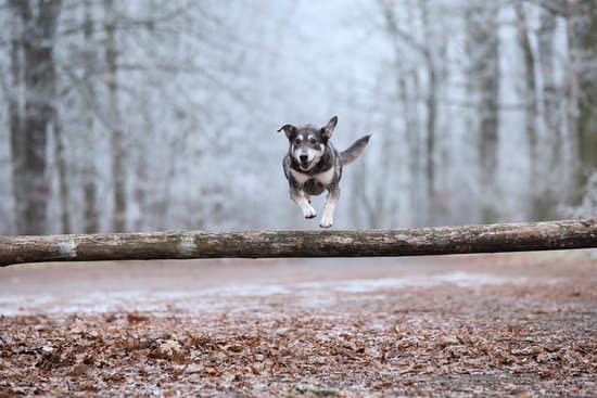 How to Train a Quail Hunting Dog How to Train a Quail Hunting Dog