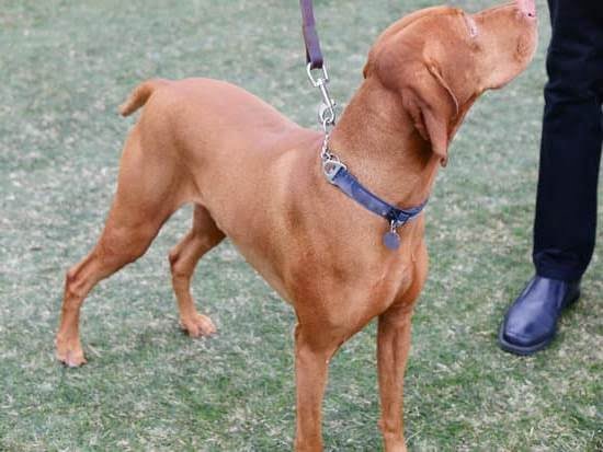 How to Train a Rig Dog