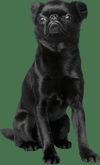 How to Train a Scared Rescue Dog How to Train a Scared Rescue Dog
