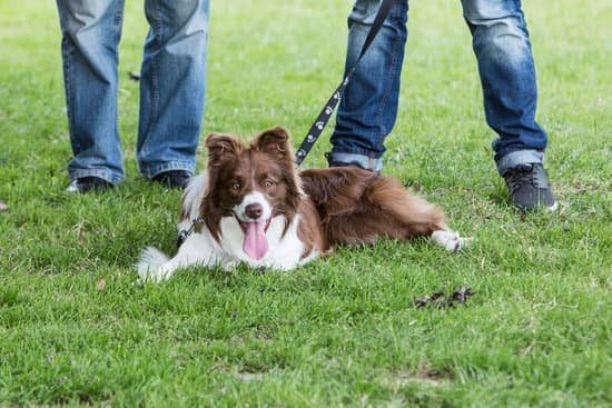 How to Train a Search Dog Uk