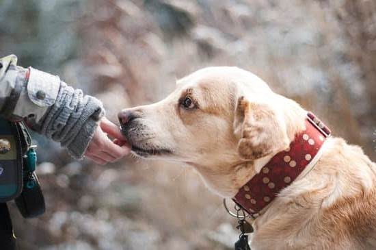 How to Train a Service Therapy Dog How to Train a Service Therapy Dog
