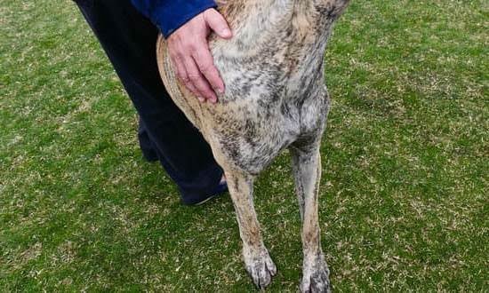 How to Train Alzheimer’s Service Dog