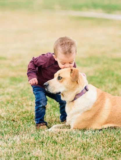 How to Train an Indoor Dog to Sleep Outside How to Train an Indoor Dog to Sleep Outside