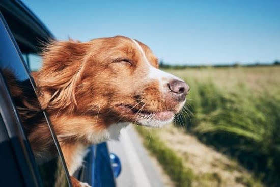 How to Train an Older Rescue Dog