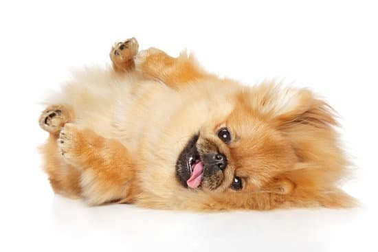 How to Train Chihuahua Not to Bark at Other Dogs How to Train Chihuahua Not to Bark at Other Dogs