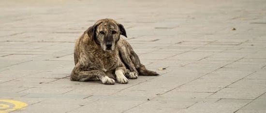 How to Train Dog for Apartment Living