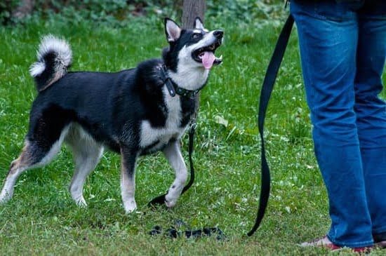 How to Train Dog for Search and Rescue How to Train Dog for Search and Rescue