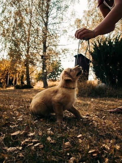 How to Train Dog in Metal Gear Solid 5