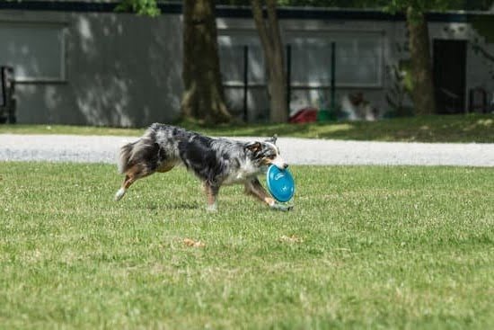 How to Train Dog to Attack on Command in Hindi How to Train Dog to Attack on Command in Hindi