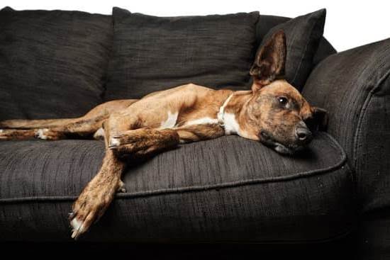 How to Train Dog to Bark at Door How to Train Dog to Bark at Door