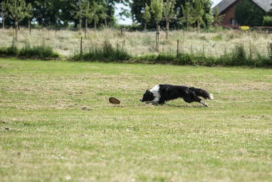 How to Train Dog to Growl How to Train Dog to Growl