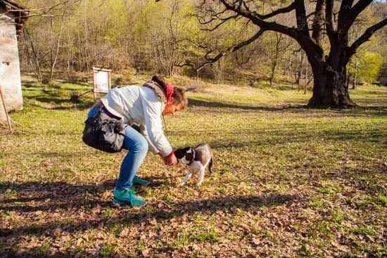 How to Train Dog to Poop in Liter Box