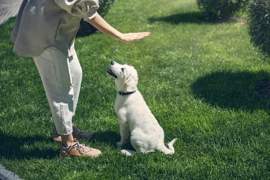 How to Train Dog to Respond to Your Call