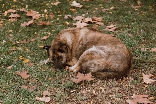 How to Train Dog With Wee Wee Pad