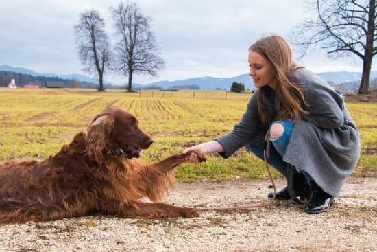 How to Train Food Possessive Dog