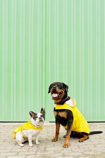 How to Train My Dog in Gta 5 How to Train My Dog in Gta 5