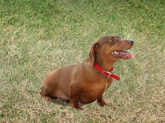 How to Train My Dog to Stop Begging for Food How to Train My Dog to Stop Begging for Food