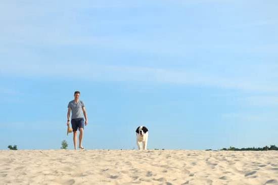 How to Train My Dog With Clicker