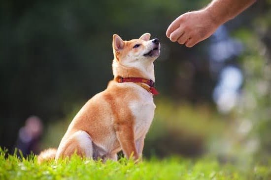 How to Train Recall Around Other Dogs