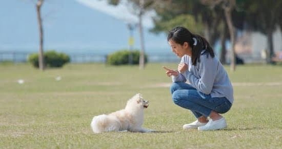 How to Train Walking a Dog on a Leash 1 How to Train Walking a Dog on a Leash