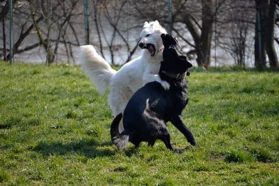 How to Train Your Dog for Migraine Alert 1 How to Train Your Dog for Migraine Alert